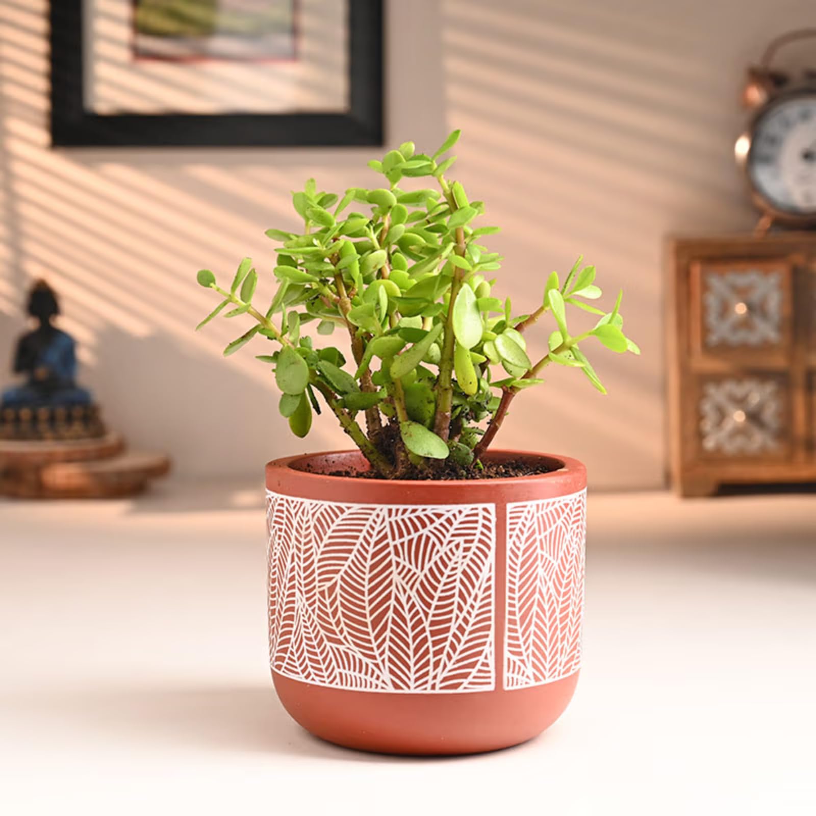 FlowerAura Air Purify Live Indoor Jade Plant In Natural Terracotta (Mitti) Pot For Living Room, Balcony, Bedroom, Home/Office Decor, Birthday Gift, Anniversary Gift, Diwali Gift (Same Day Delivery)-image-2
