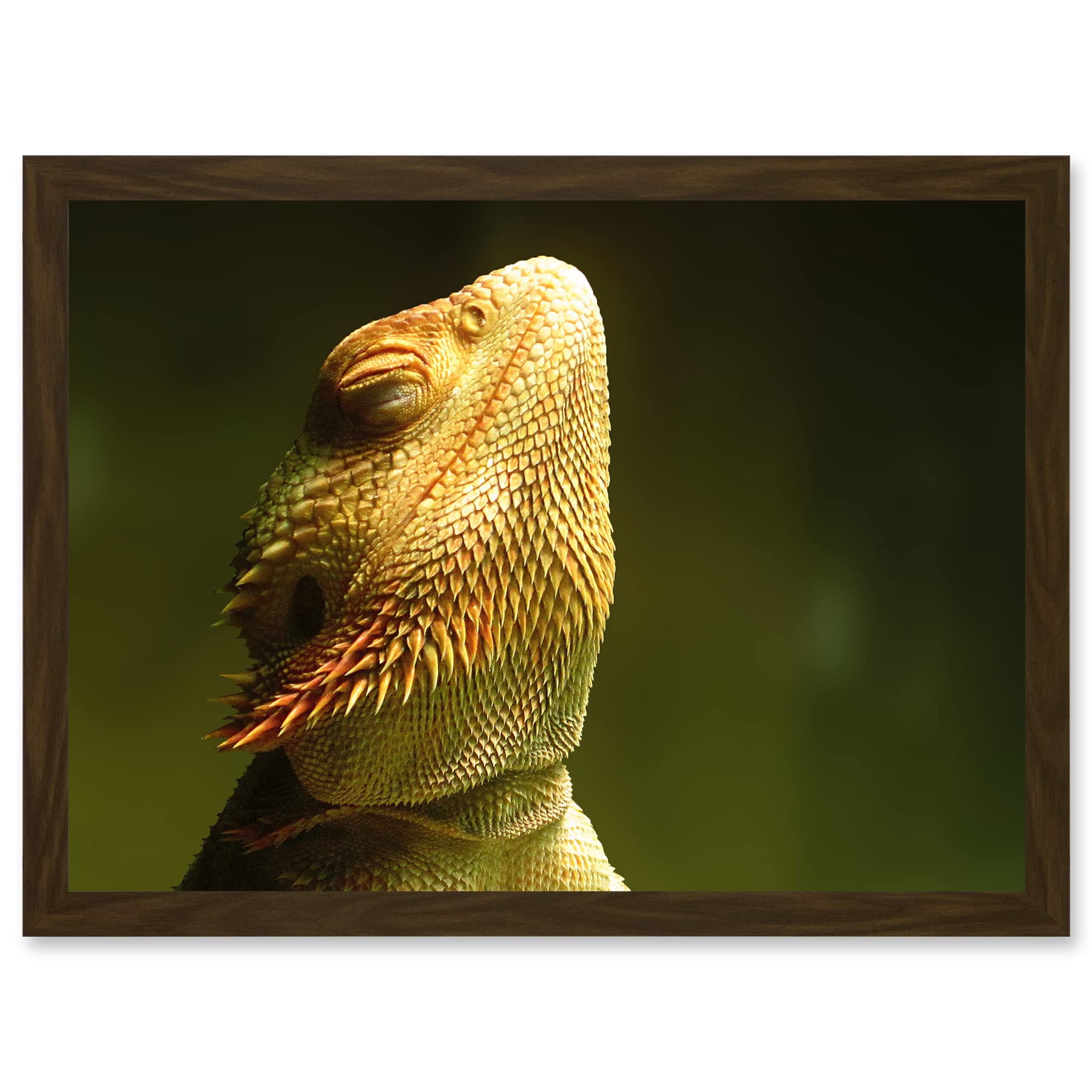 Artery8 Bearded Dragon Reptile Sunbathing A4 Artwork Framed Wall Art Print