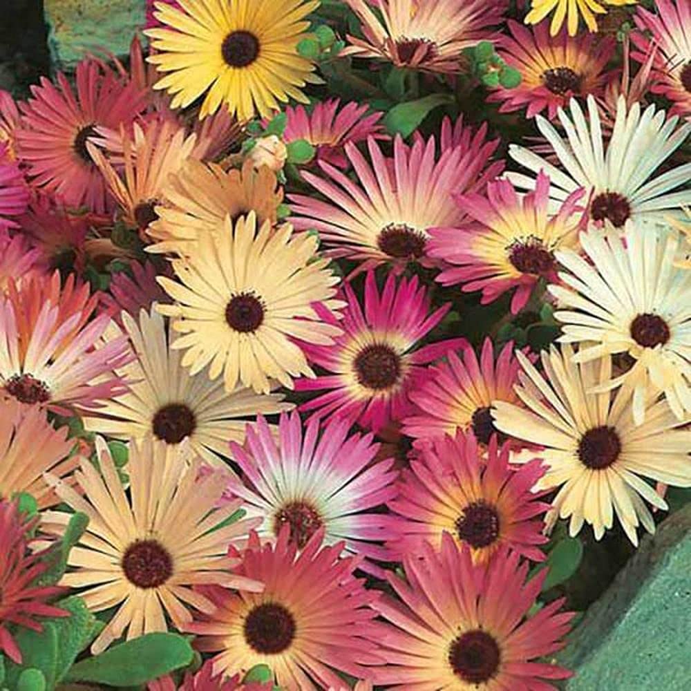 LIVE GREEN Flower Seeds | Ice Plant Mix Color Flower Seeds For Home Gardening (20 seeds Pack) (B09BV8YR5G) Amazon Price History, Amazon Price Tracker