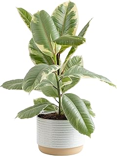 Costa Farms Ficus Tineke Live Plant in Decorative Pot, Indoor Houseplant...