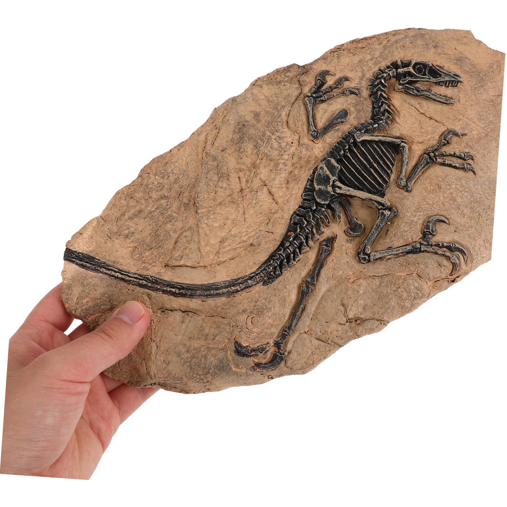 HEMOTON Modelli Fossili Dinosauro Da Tavolo Fossili Per Modelli Educativi Per Ragazza Decorazioni Da Tavola Per Apprendimento