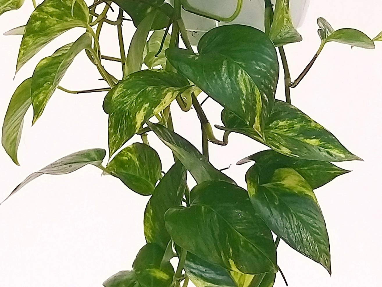 POWERS TO FLOWERS - POTOS EPIPREMNUM AUREUM BASKET e SCANDENS BASKET, piante vere