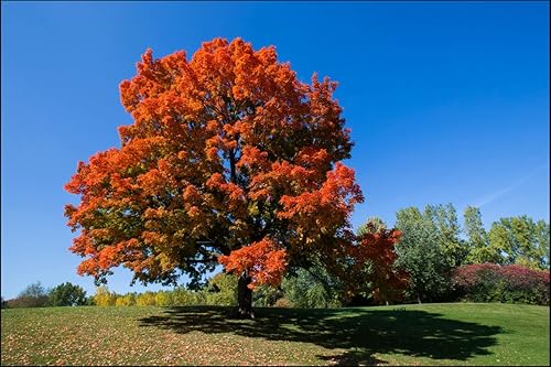 Miniatura 5 de Árbol de arce azucarado, planta viva de 18 a 36 pulgadas de alto, maceta de galón - Acer Saccharum