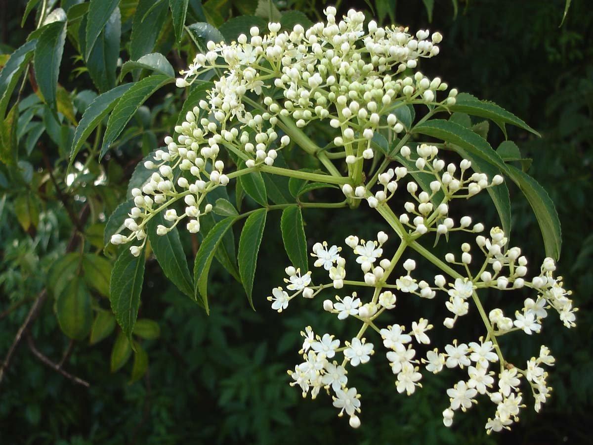 Amazon.co.jp: 【種子】Azadirachta indica◇インドセンダン/ミラクル
