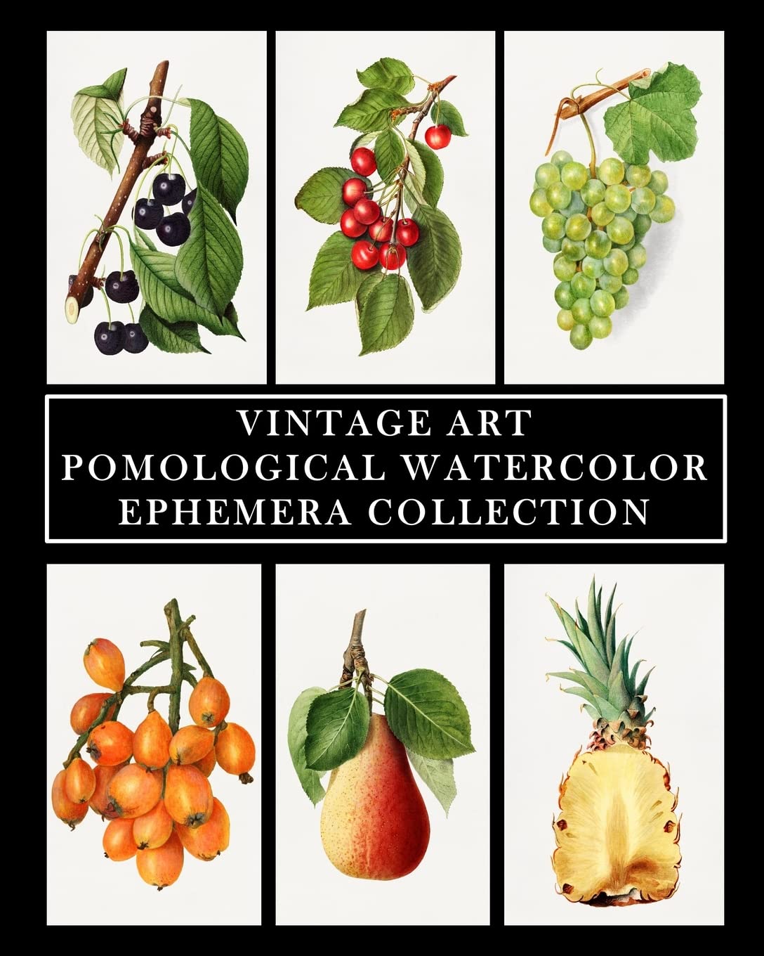 Vintage Art: Pomological Watercolor: Ephemera Collection: Botanical Fruit Prints