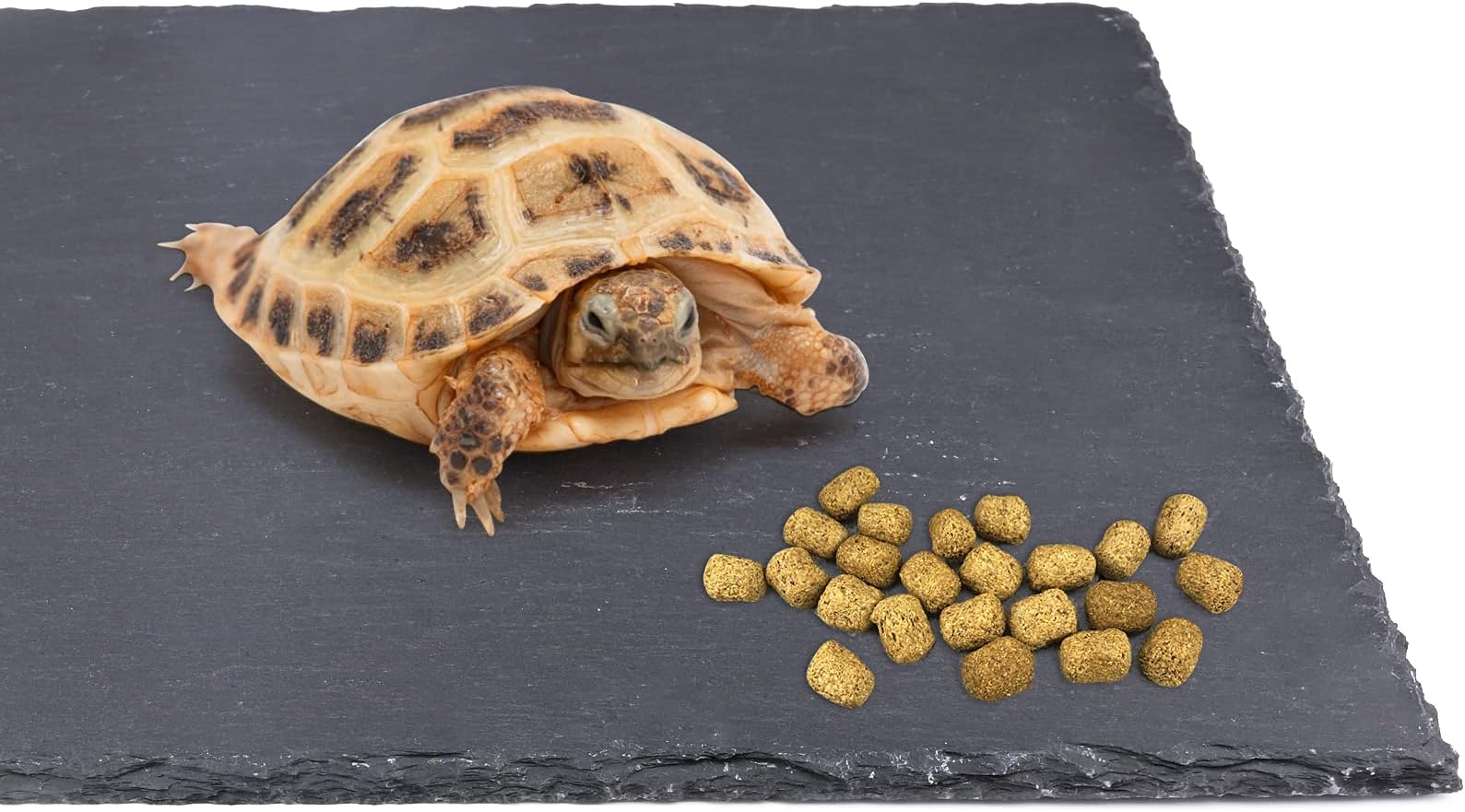 dojobkinb Reptile Basking Platform, Tortoise Feeding Food Dish, Reptile Food Dish Grinding Nail Landscape Habitat Decor for Lizard Bearded Dragon Turtle Crested Gecko Snake(11.8" x 7.9")
