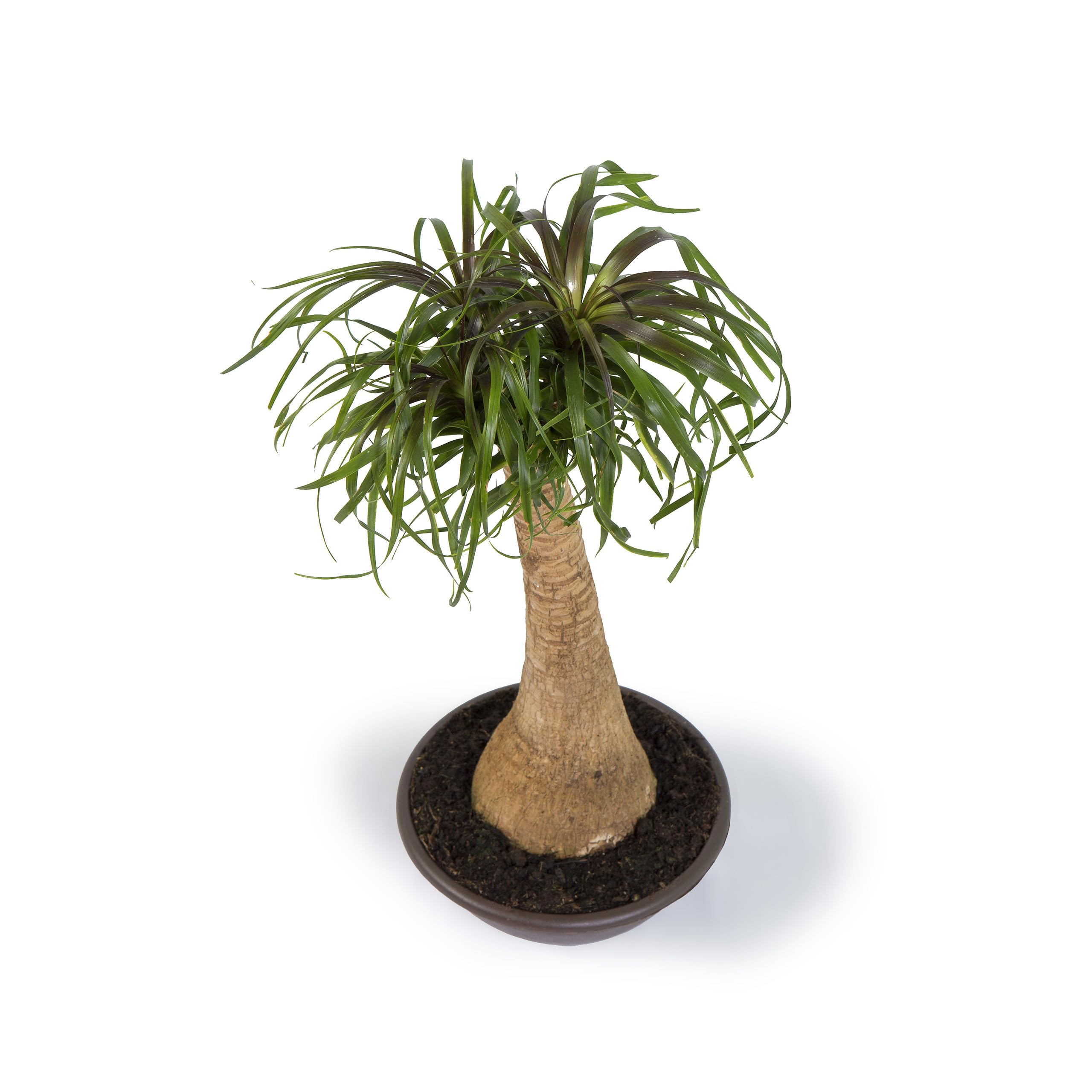 Cool Green - Planta natural interior - Beaucarnea - Apta para Mascotas