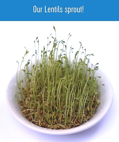 Miniatura 7 de Palouse - Lentejas pequeñas color marrón  Pardina o marrón español  Proyecto sin OMG verificado  5 libras  100 no irradiado  Certificado Kosher