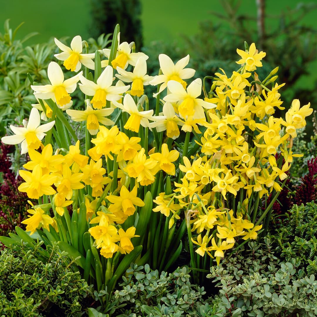 Premier Seeds Direct - Narcissus Bulbs (Miniature Mix, 15)