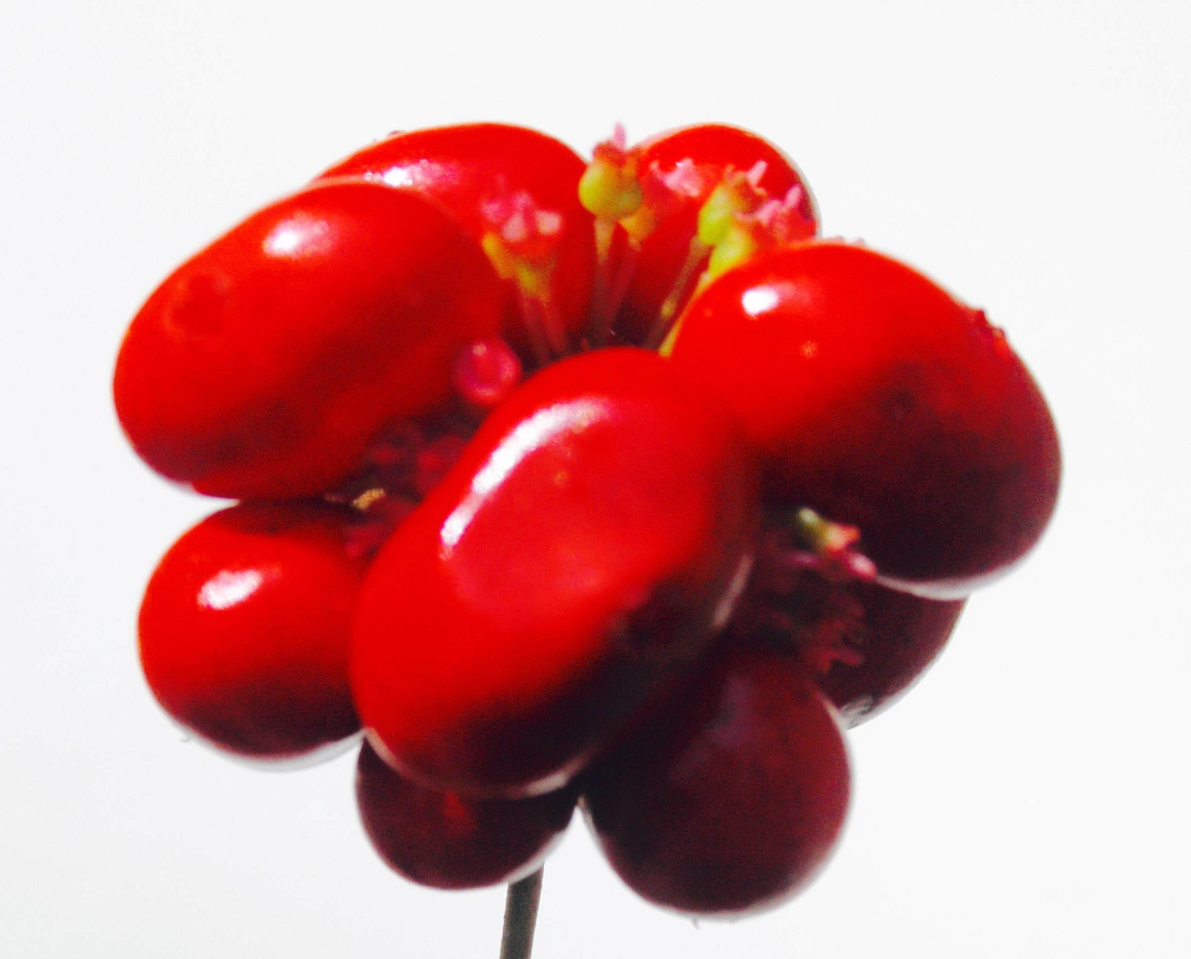 500 STRATIFIED American Ginseng Seed. Grow Your own Wild Plants