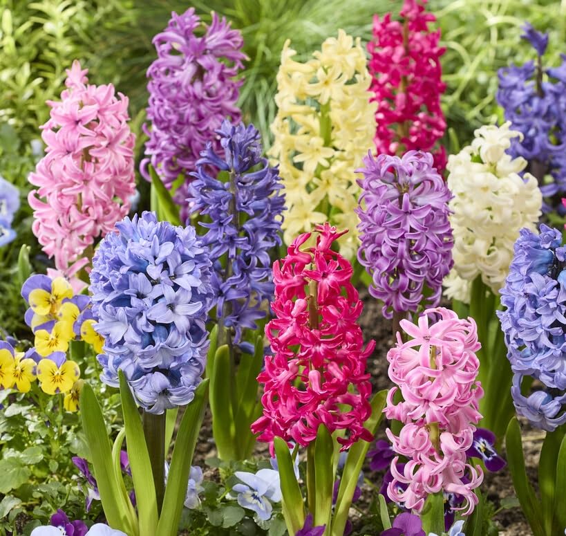 Mixed Color Hyacinth Bulbs - Fragrant Hyacinths (3 Bulbs)
