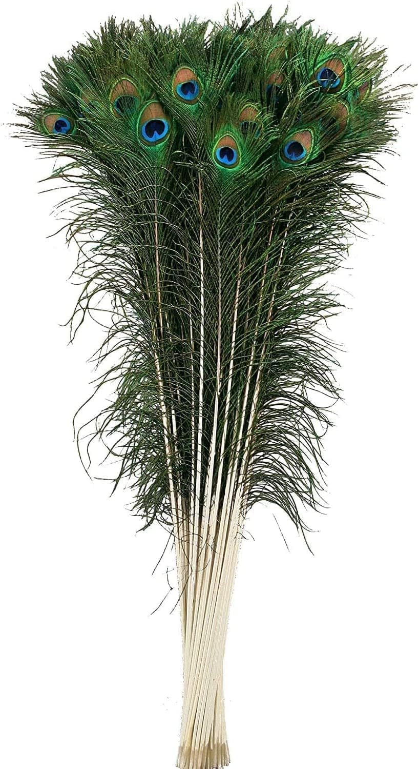 KRISHANA EXPORT STORE Original Natural Peacock Feather, Mor Pankh, Mor Pankh Eye Feathers Tails/Natural Peacock Feathers 30-35 inches Long (Pack of 20), Green