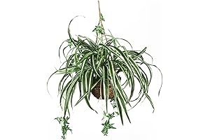 Nearly Natural Hanging Spider Plant for Home Decor and Office
