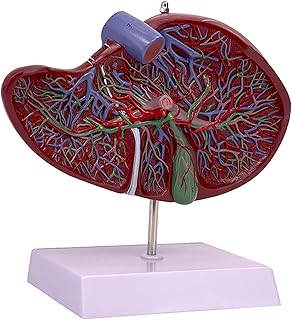 TENOL Human Liver Gallbladder Model Model Intuitive Easy to Carry Lightweight Vessels Display for Research Medical