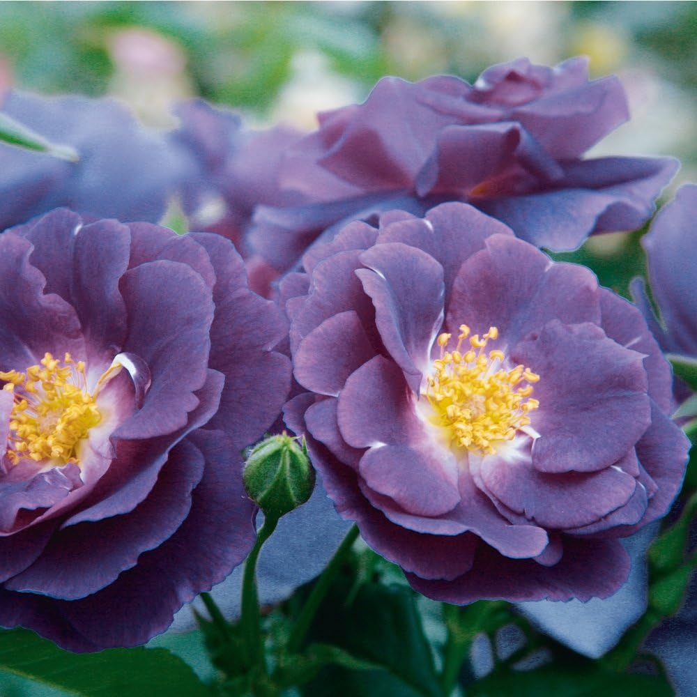 Rose Rhapsody in Blue Strauchrose mit BlütenFarbe blauviolett