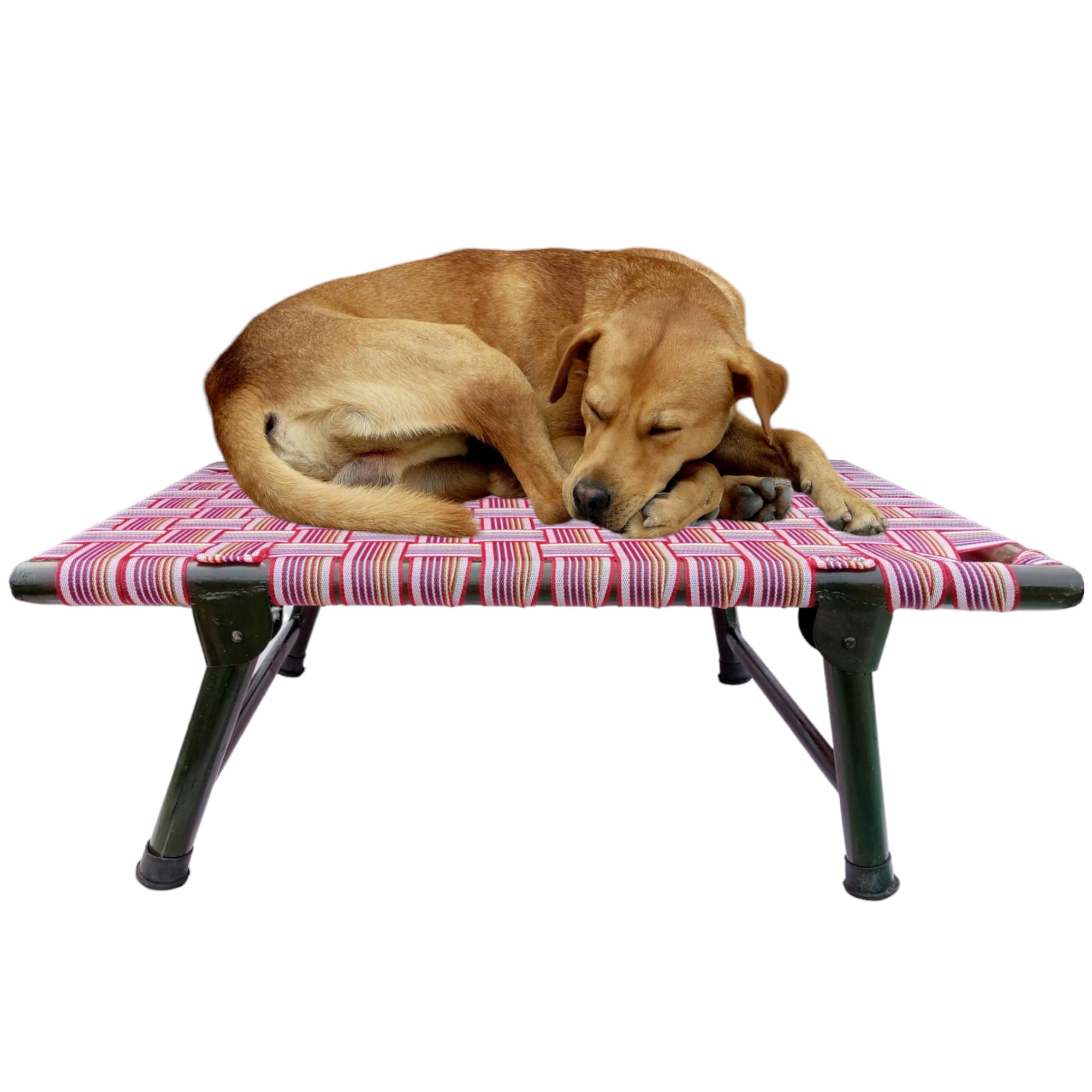 Nattnak Elevated Foldable Dog Bed (36x24x12 Inch) | All-Seasons Comfort | Breathable Nylon Niwar Mesh | Strong Iron Frame Cot Bed for Dogs & Cats | Anti-Skid, Waterproof, Durable Pet Bed | Multicolor