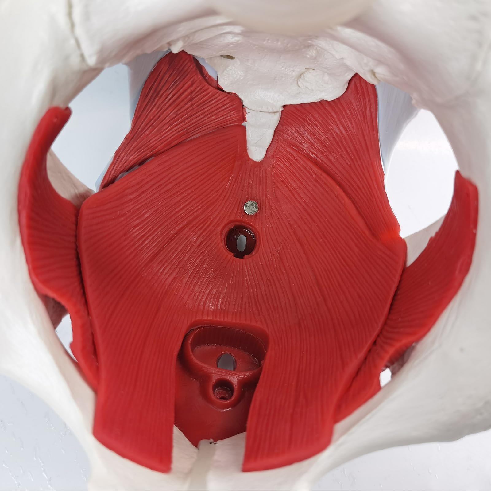 Weibliches Becken Perineum Modell mit abnehmbaren Organen, magnetische Montage, handbemalt, weibliches Beckenboden Muskel Anatomisches Modell Uterus Vagina Ovary, Blase, Rektum 6-Teile zum Lernen