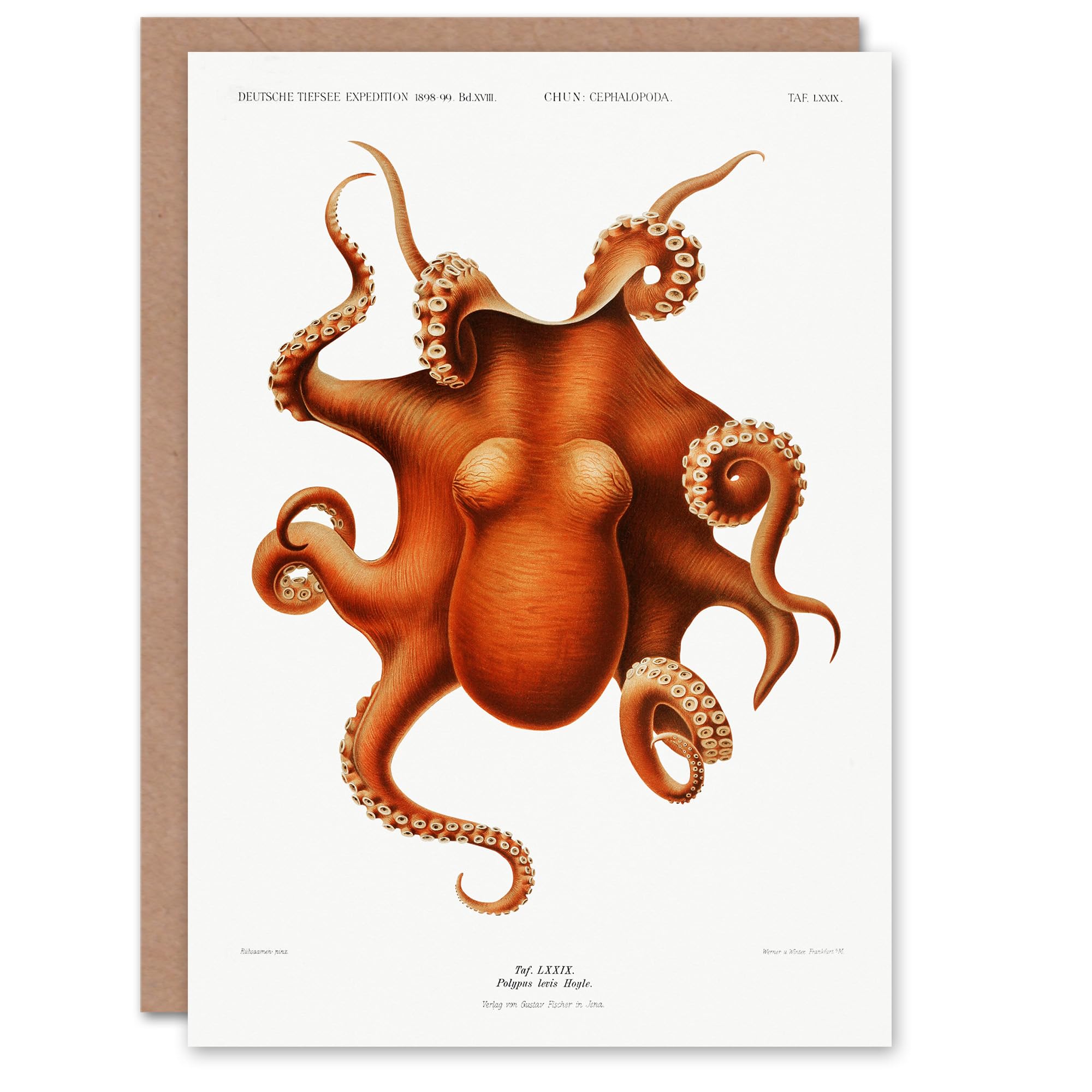 Artery8 Greeting Card - Octopus Vintage Cephalopod Illustration - White