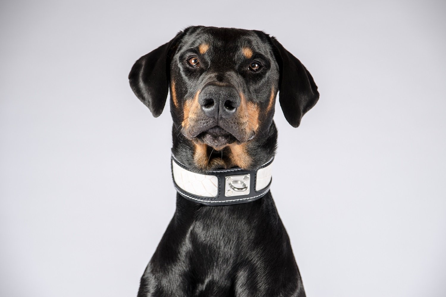 Bestia® Echtleder Reptilien Hundehalsband. 6,3 cm breit. Weich unterlegt. Lederdekoration mit Reptilien Muster. Super widerstandsfähig. M bis XXL. Top Qualität aus Europa!