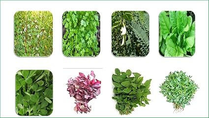 Chillatai Combo Spinach Seeds /8 Variety Combo Leaf Vegetable Seeds(6800+ Seeds) with Free 2 Table Spoon
