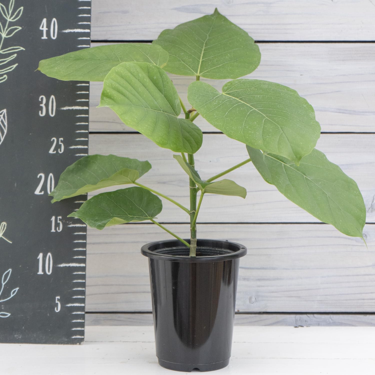 Amazon.co.jp: 観葉植物 フィカス ウンベラータ 4号 1鉢 鉢皿付き Easy