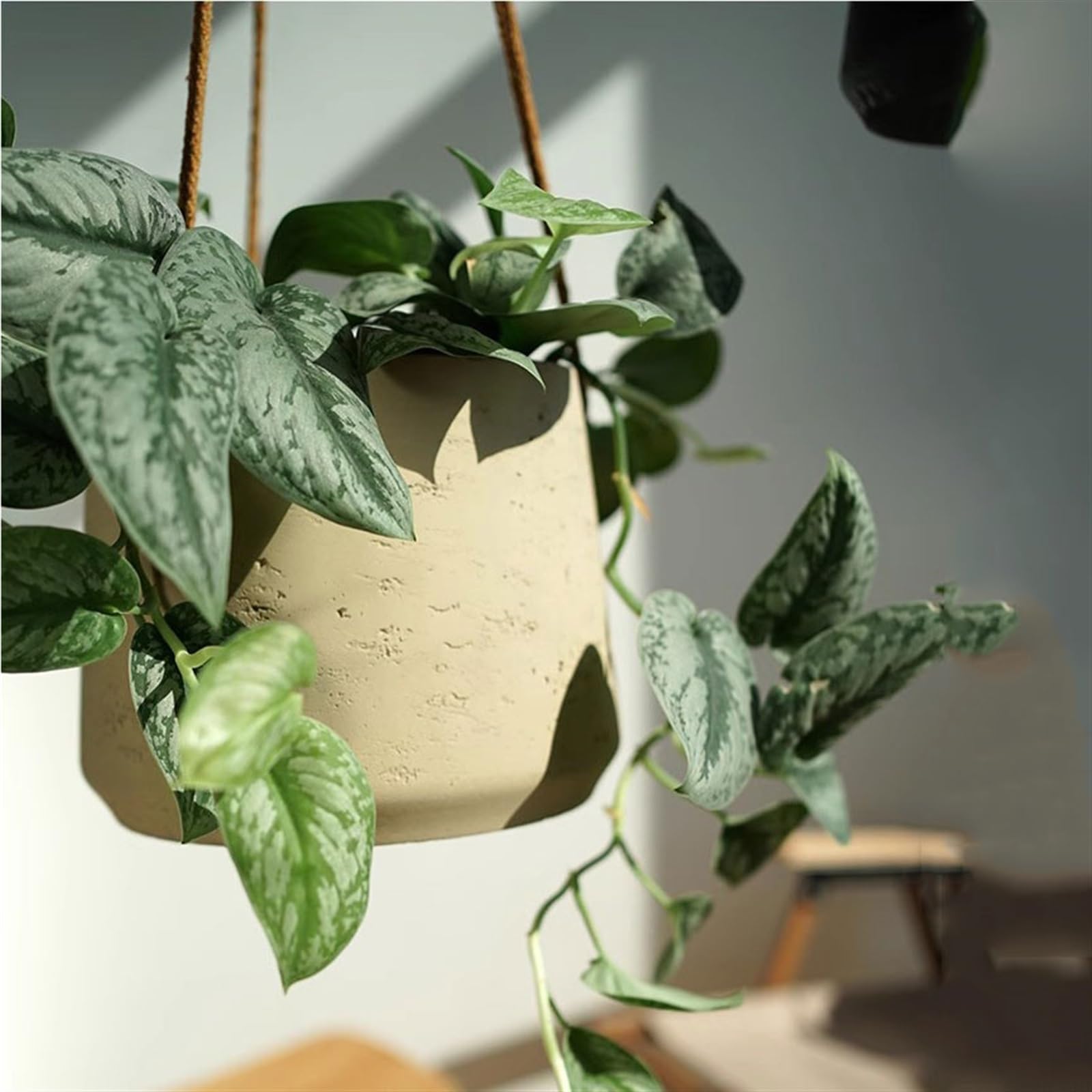 macetas para plantas Fioriera sospesa a parete Piccola pianta Cesto sospeso for balcone Orchidea per Casa Giardino(Nero,Piccolo)