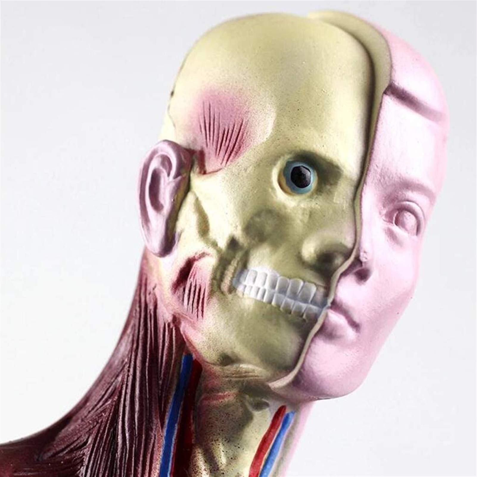 Model studyjny 28CM Mini Model anatomiczny tułowia Model anatomiczny do nauki w klasie Wyświetlacz Model medyczny, modele medyczne i materiały edukacyjne