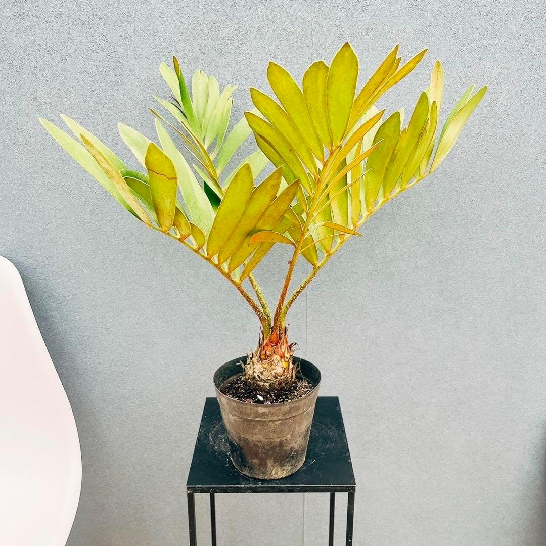 ソテツ 寄せ植え 群生 陶器鉢 観葉植物 蘇鉄 ソテツ 寄せ植え 群生 陶器鉢 観葉植物 蘇鉄 おしゃれ 観葉植物