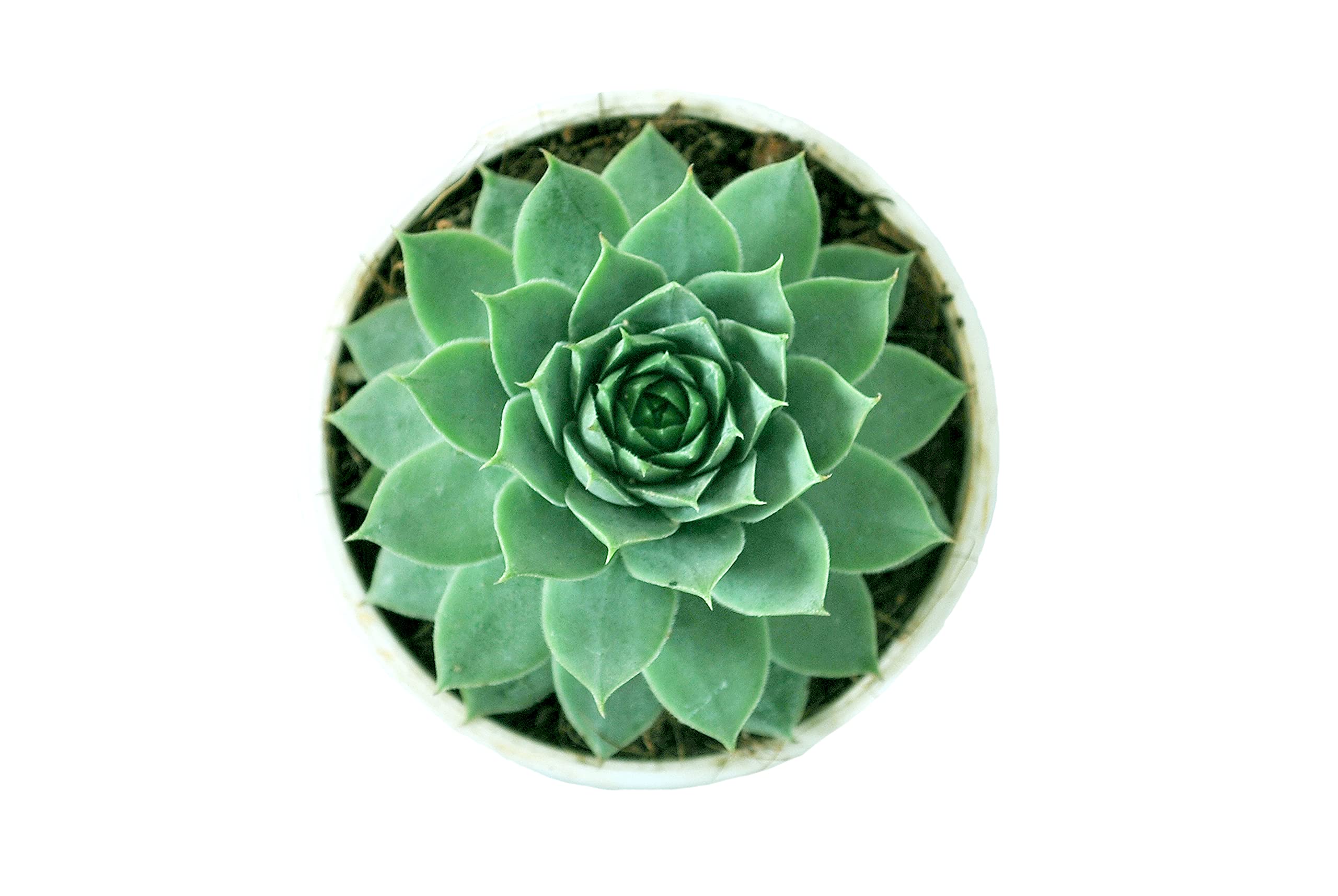 See full amazon price history chart for Pedpoudhe Laxmi Kamal Succulent Plant Pedpoudhe Laxmi Kamal Succulent Plant (B099KZMJDJ) Amazon Price History, Amazon Price Tracker