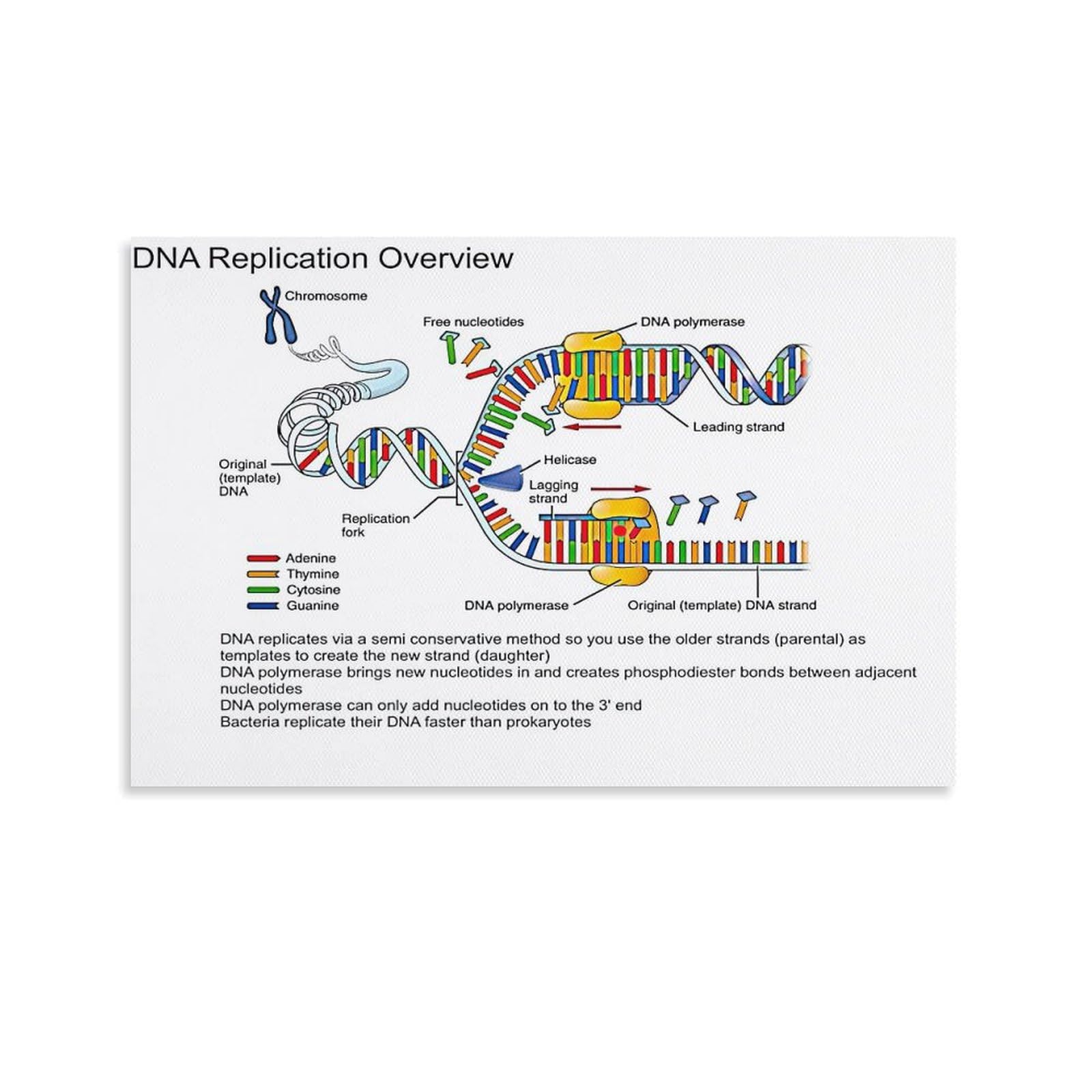 Dna Replication Paper Model DNA And Protein Synthesis – Zaine's Blog
