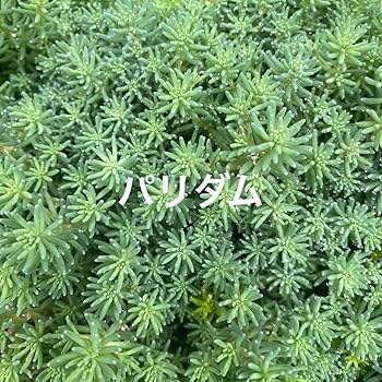 多肉植物　セダム　斑入り森村万年草　カット苗　10カット 多肉植物 セダム モリムラ万年草 カット苗 - KURARA'S GALLERY