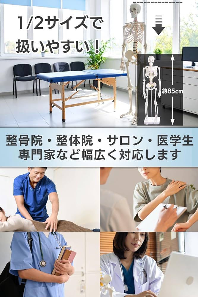 【新品】人体模型 1/2 全身骨格模型 骨模型 約85cm 理学療法士整体師監修 Avail 人体模型 1/2 全身骨格模型 骨模型 約85cm - メルカリ