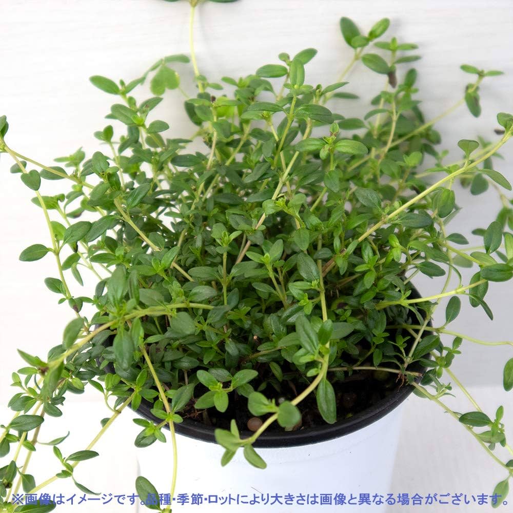 Amazon.co.jp: ハーブ苗 クリーピングタイム 4個セット【おうち