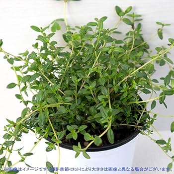 クリーピングタイム　根付き苗　分割10苗 クリーピングタイム 根付き苗 分割10苗 クリーピングタイム