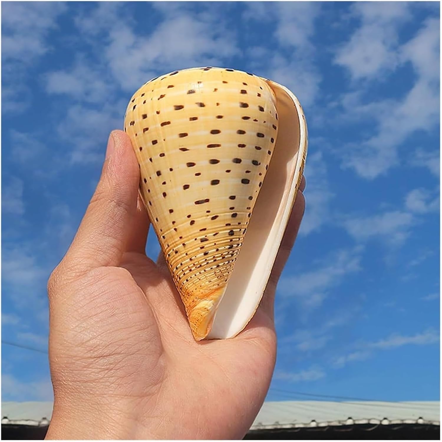Large sea Shells，Natural Conch Shell， Yellow Conch, 8~12Cm Ocean Conch for Theme Party, Home Decorations, Fish Tank(9~10cm)