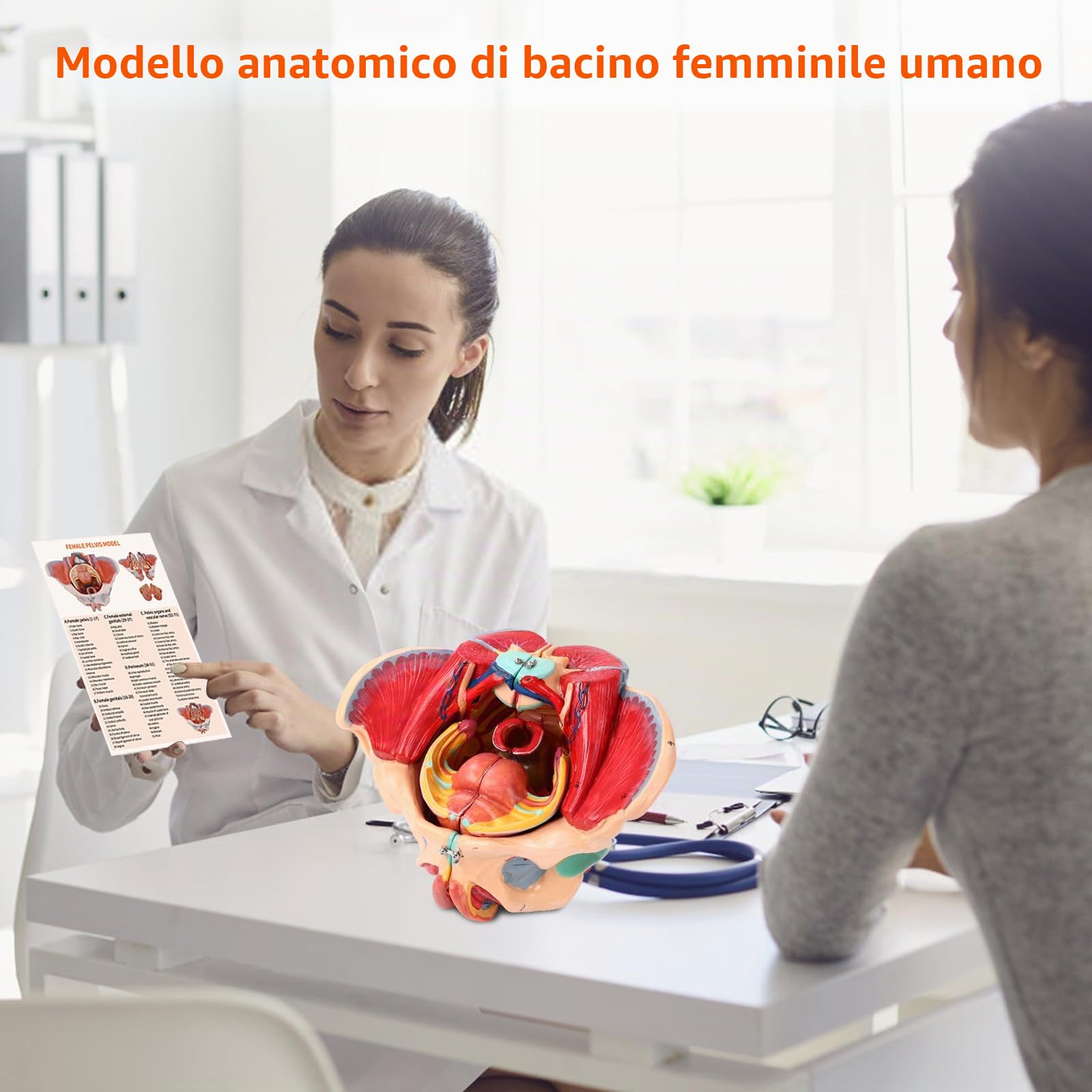 Modello Pelvico Femminile Modello di Bacino Anatomico Con Muscoli Del Pavimento Pelvico, Vasi, Nervi E Apparato Riproduttivo, Per Lo Studio E L'Insegnamento Della Scienza Medica