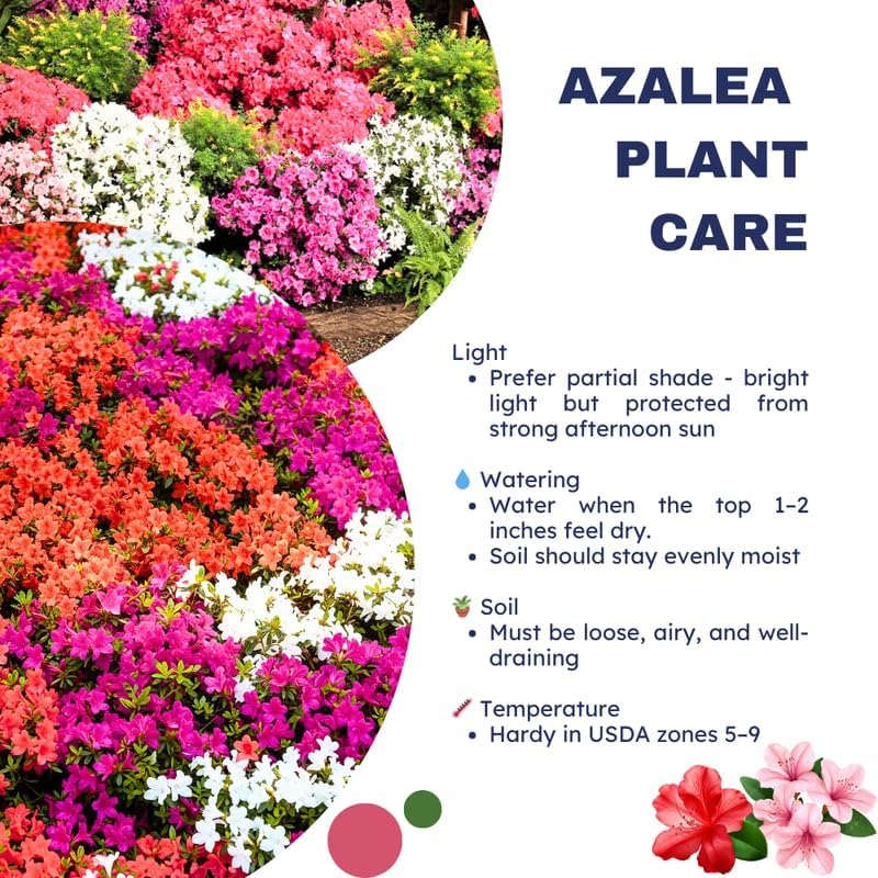Purple Azalea Live Plant, Rhododendron Flowering Shrub for Outdoor Planting, 10 Inches Tall, Hardy Azalea Bush for Landscape and Garden