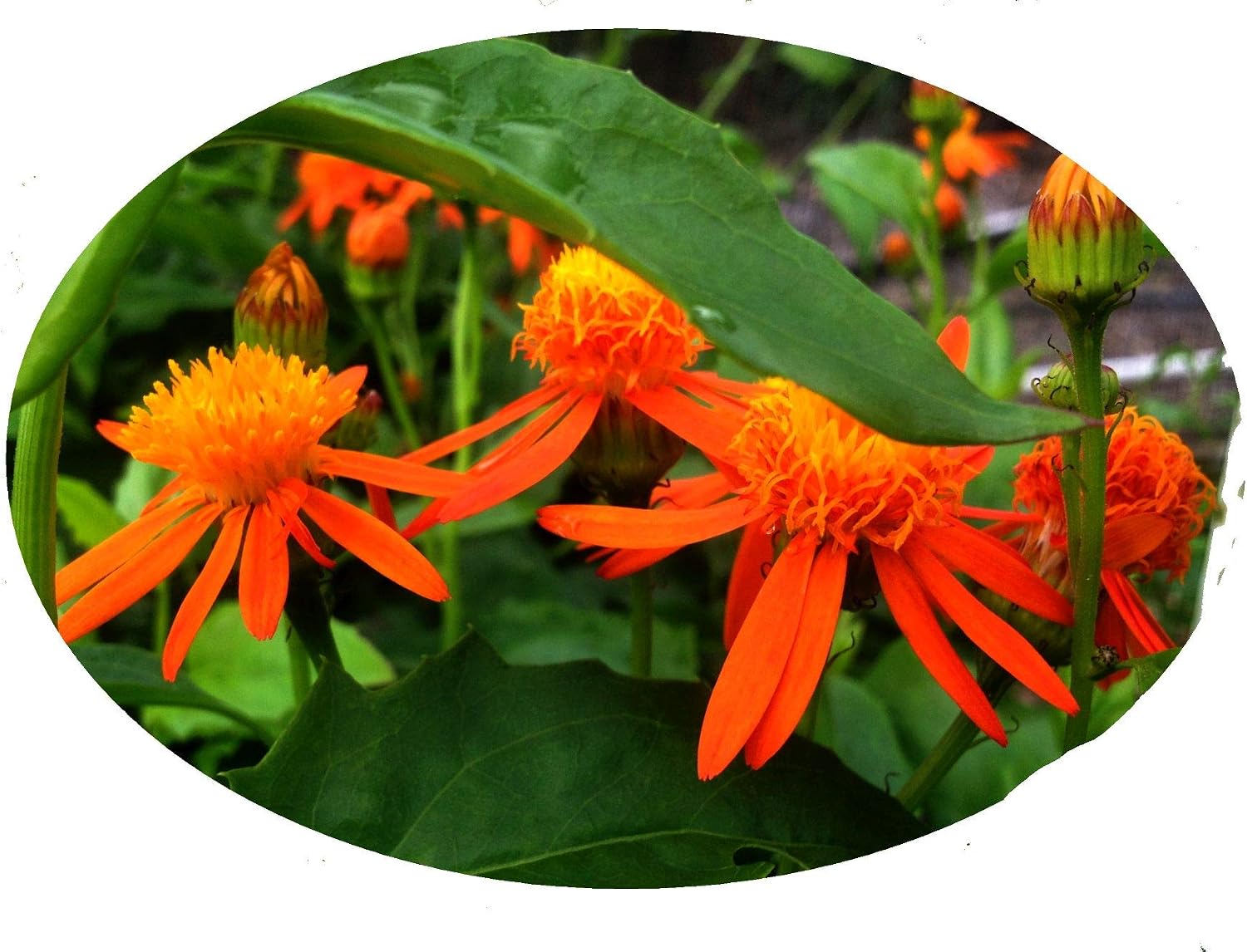 Mexican Flame Vine - Pseudogynoxys - Live Tropical Plant - Vibrant Fuzzy Daisy Orange Flower - Emerald Goddess Gardens - Starter Sz 4 Inch Pot