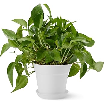 Amazon Basics Flower Pot with Saucer Recyclable PP Plant Pot Water Drainage Holes 14.0 cm x 14.0 cm x 16.0 cm White Pack of 1