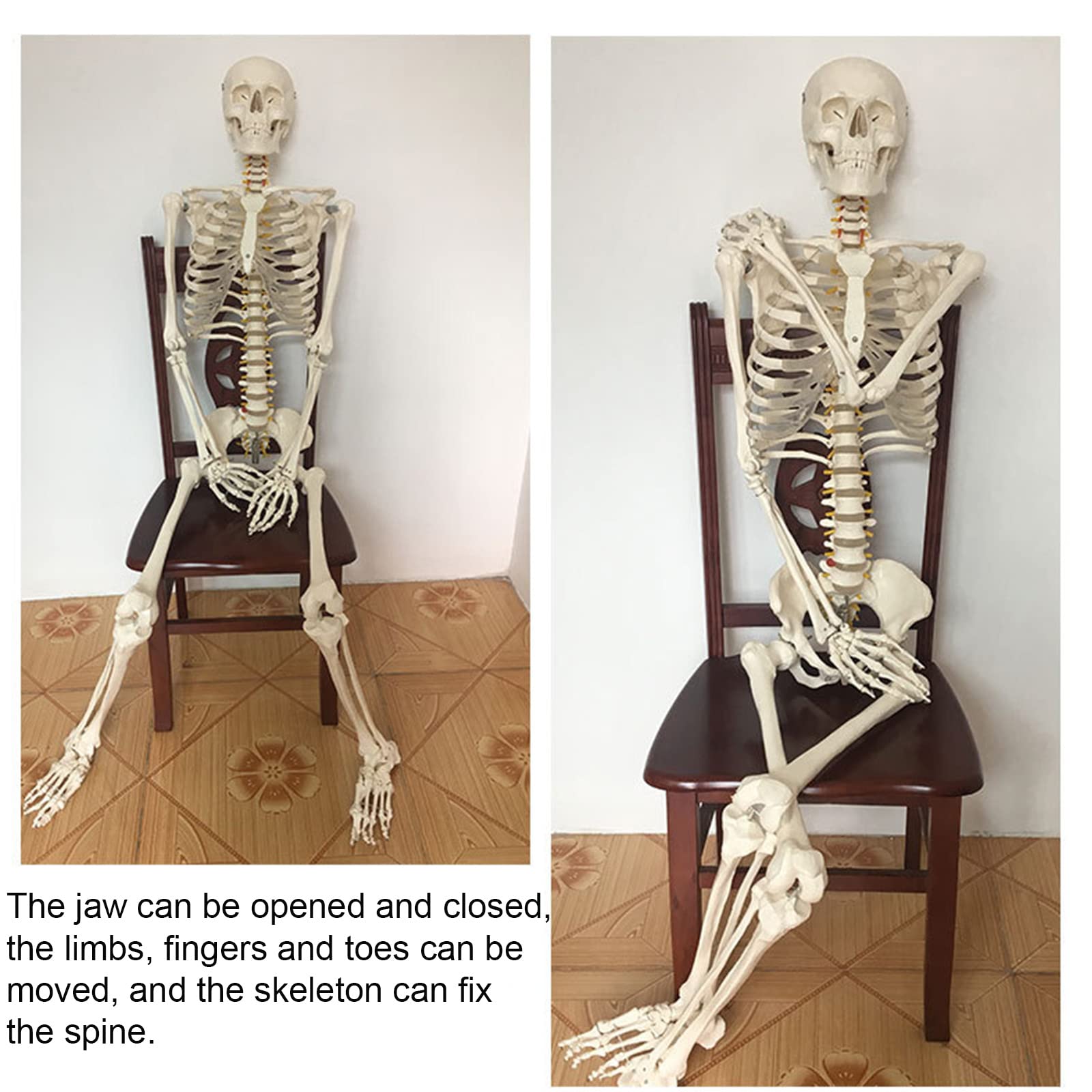 人体骨格模型 等身大180㎝ 人体骨格模型 等身大180㎝