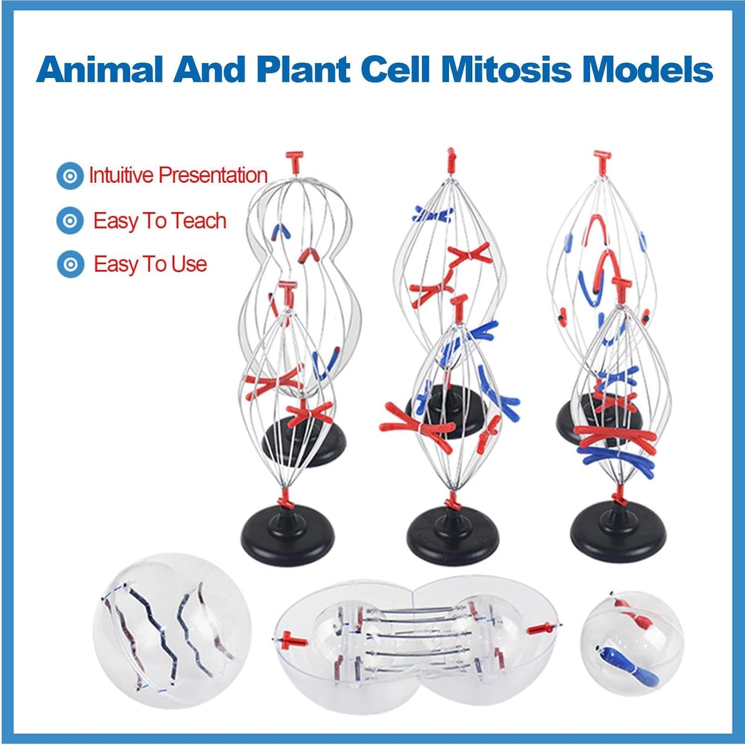 Biologische Zellmodelle, 9 Teile Tier- und Pflanzenzelle Mitose und Meiose-Modell, Wissenschaft Anatomie Zelle und Mitose Modellset für Biologie Lehrhilfe