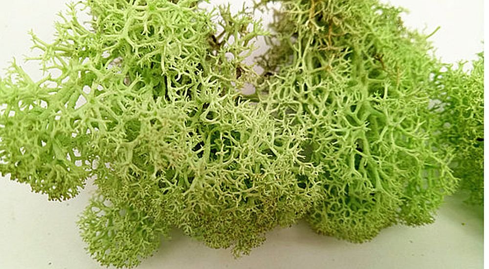 Biotope Aquatics Ltd Preserved Natural Reindeer Moss for Tillandsia Airplant Flower Arranging House Decoration Air Plant Craft Accessory (Spring Green)