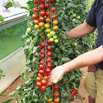 【すずらん】ミニトマト　12kg すずらん】ミニトマト 12kg ミニトマト約7種ミックス500gとM