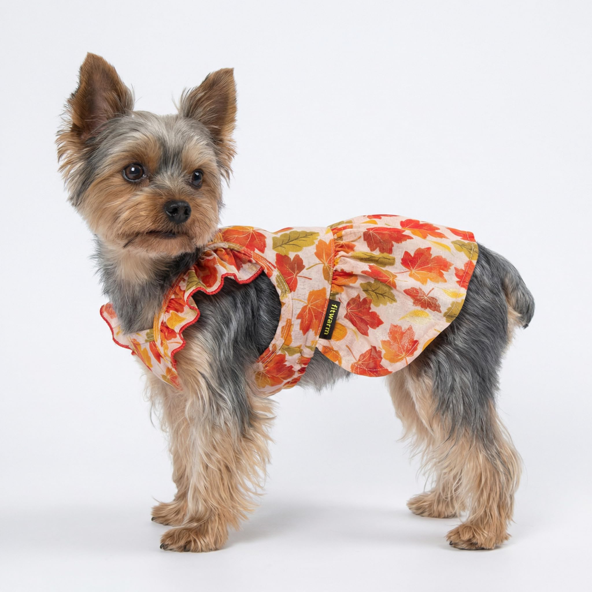 fitted lace wedding dress Parisian Pet main image 1