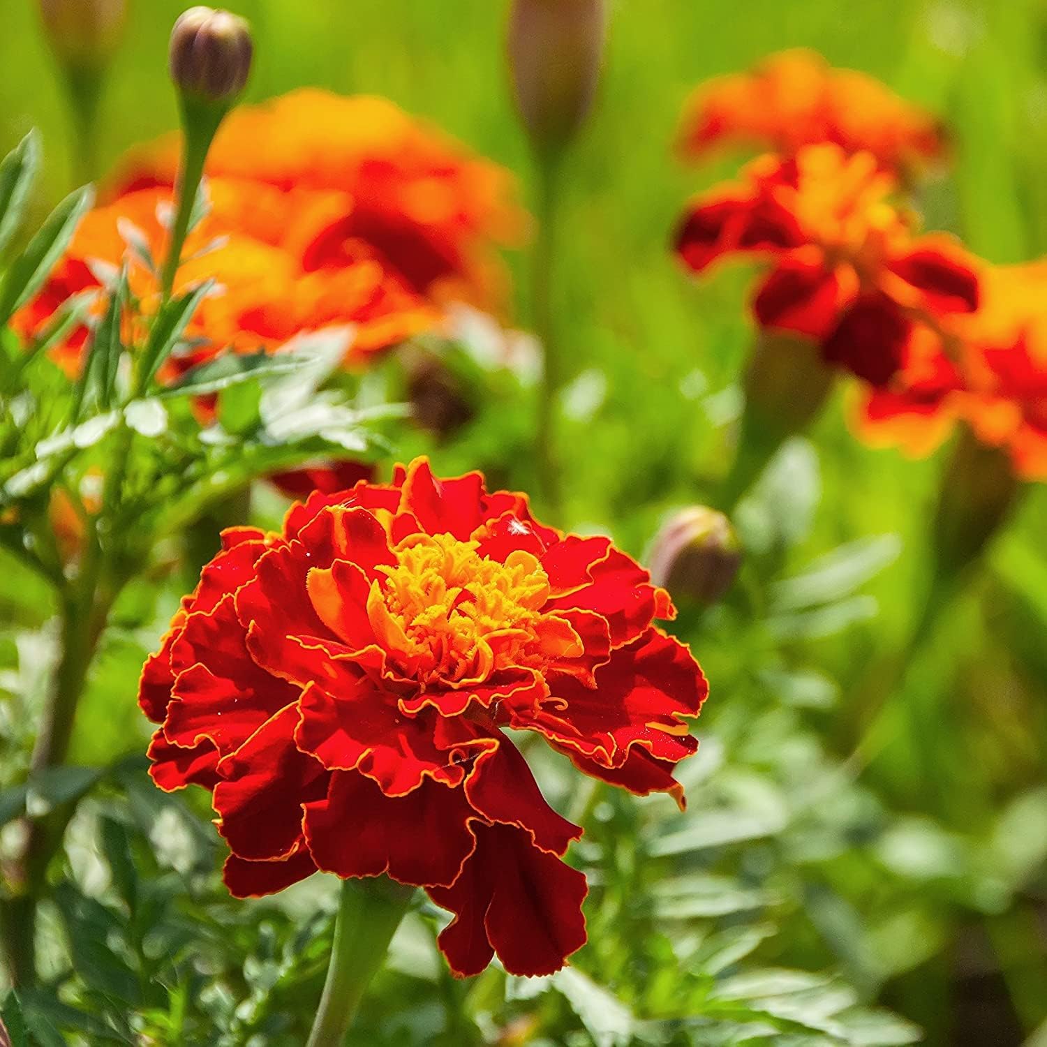 Cottage Red Marigold Flower Plant With Black Pot For Home Garden, Terrace, Balcony, Home : Amazon.in: Garden & Outdoors