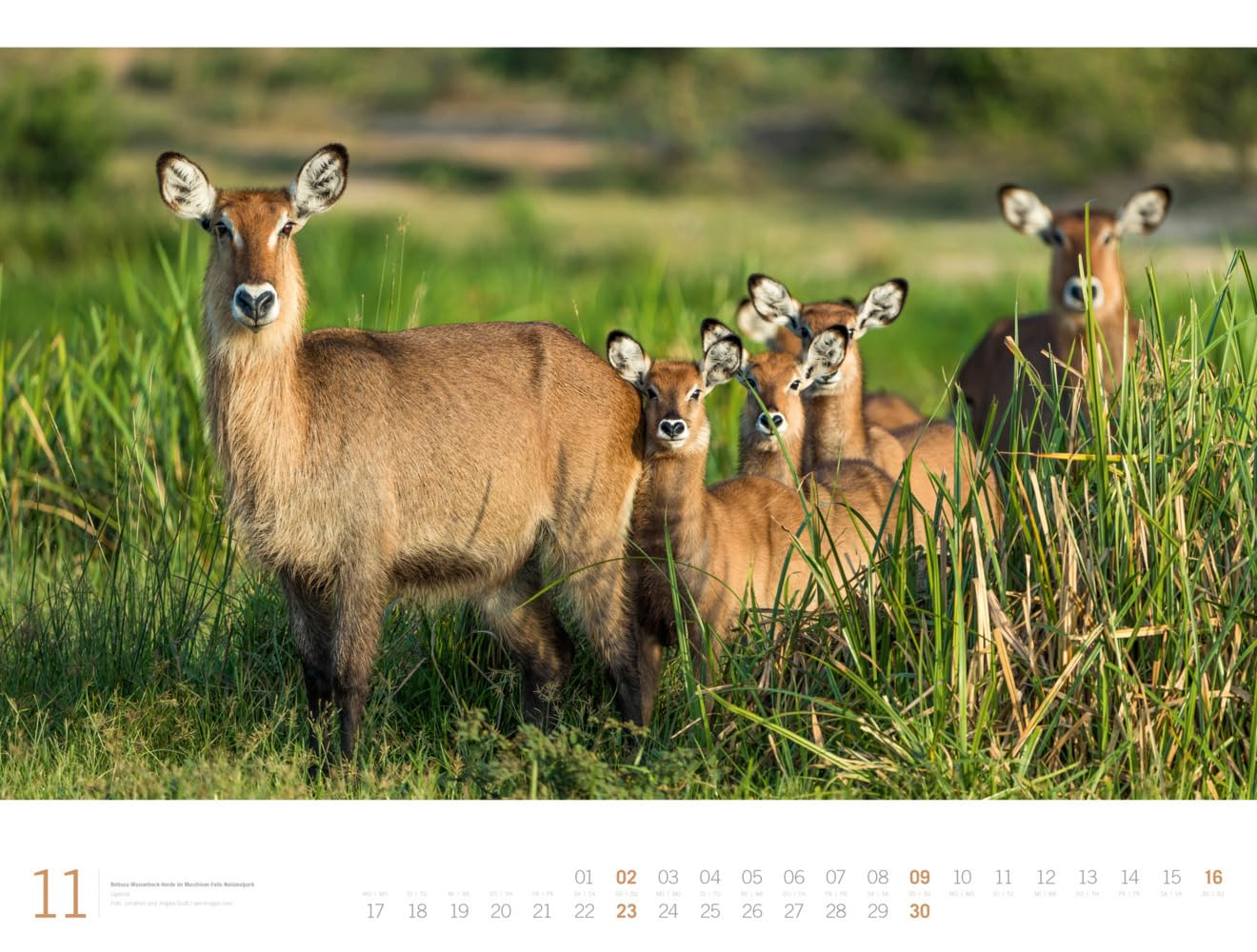 Afrika - Ackermann Gallery Kalender 2025, Wandkalender im Querformat (66x50 cm) - Großformat-Kalender / Hochwertiger Panorama-Kalender Tiere und Natur