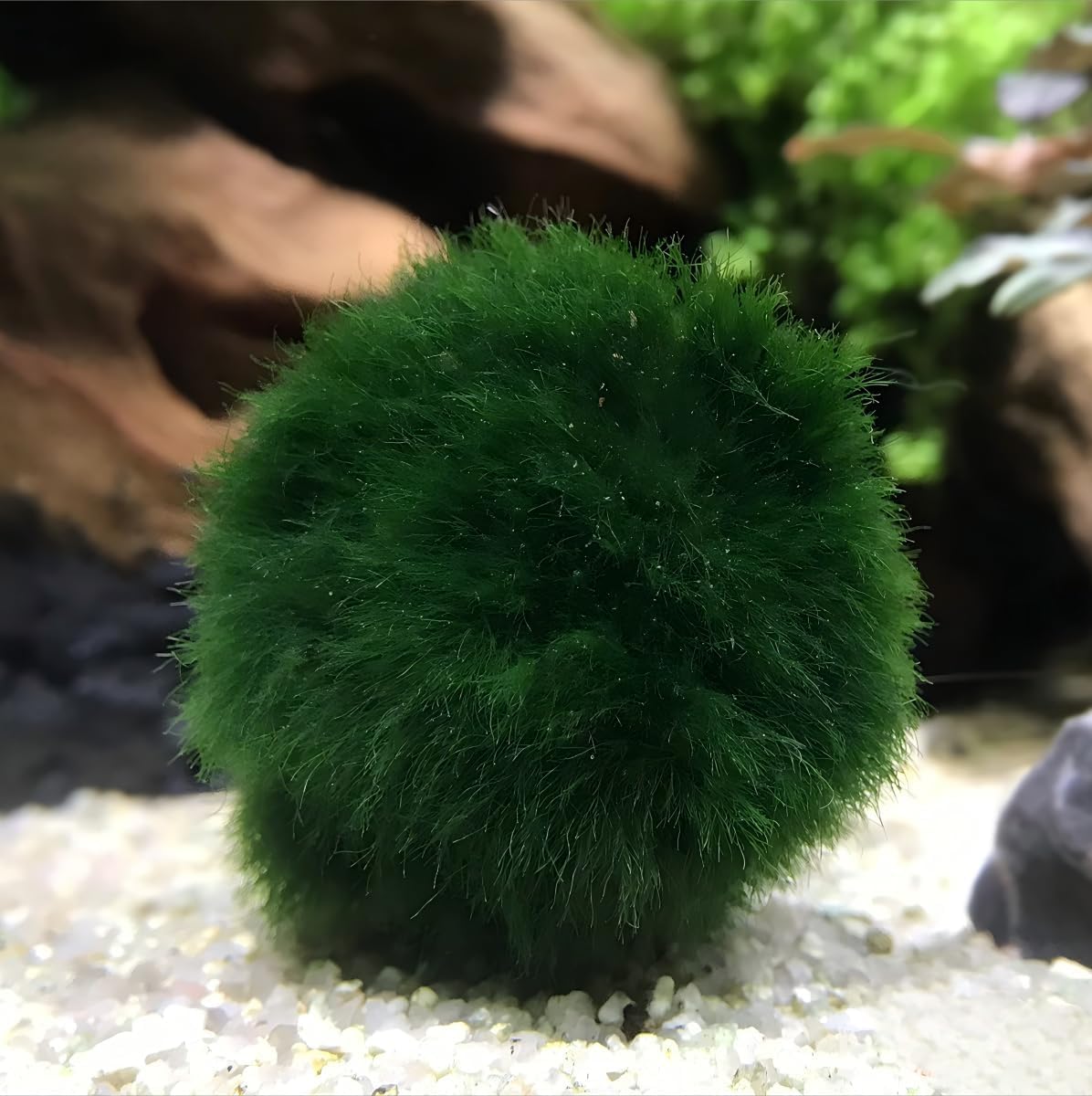 2 Large Live Moss Pebbles Balls for Fish Tank Aquariums Decorations Green Algae Spheres for Enhanced Aquarium Accessories 1.3''-1.5'' (2)