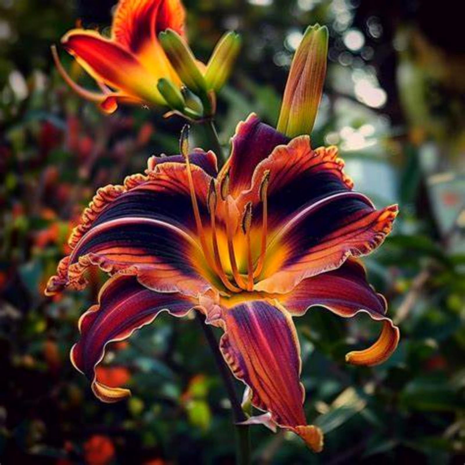 Beautiful Daylily Bulbs - Hardy Perennial - Beautiful Flowers, Suitable for Gardens and Vase Decoration - Easy Care-3 Bulbs-H