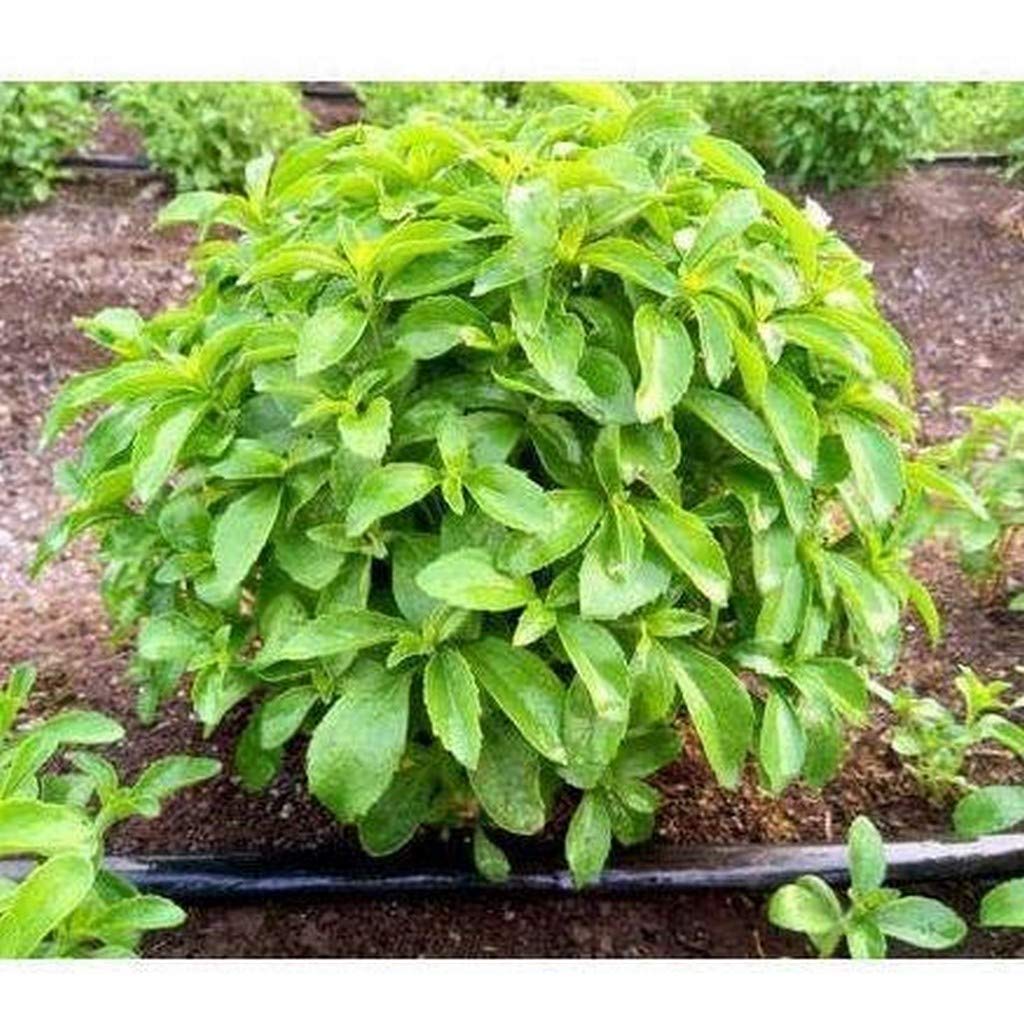 See full amazon price history chart for OhhSome Plants Live Stevia/Stevia Rebaudiana/Sweet Leaves Herbal Plant OhhSome Plants Live Stevia/Stevia Rebaudiana/Sweet Leaves Herbal Plant (B09N99GH55) Amazon Price History, Amazon Price Tracker