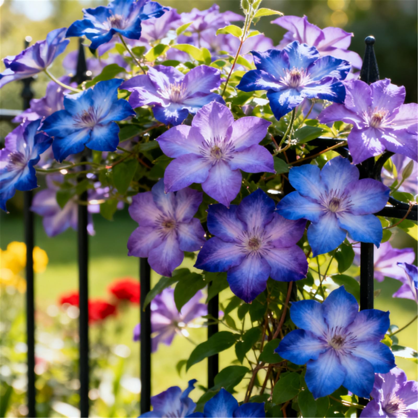 A Must-Have for Garden Walls! Clematis Climbs Rapidly + Amazing Blooms/Bare Roots Hardy, Professional for Beautiful Indoor Displays-15 Roots-H